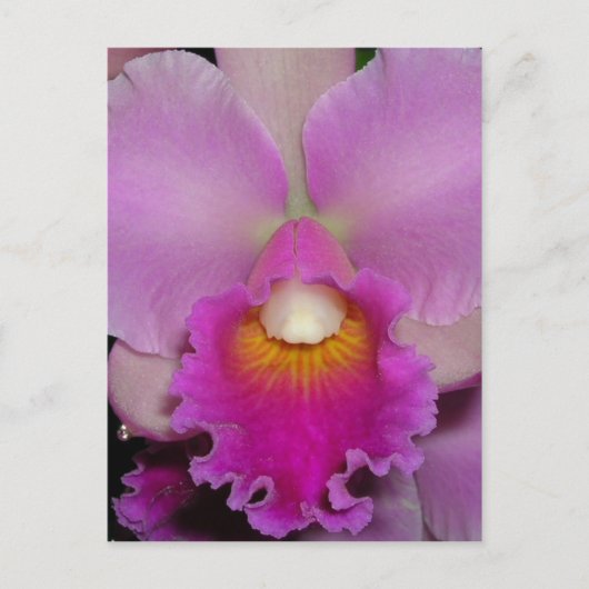 Carte Postale Cattleya pourpre (Devant)