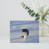 Carte postale Catwalk CC0093 (Debout devant)