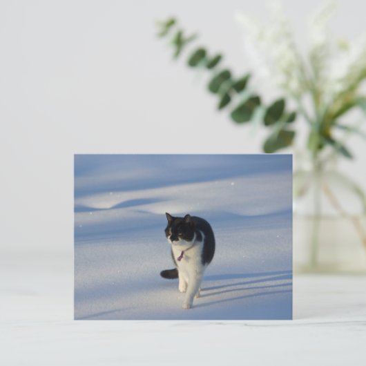 Carte postale Catwalk CC0093 (Debout devant)