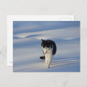 Carte postale Catwalk CC0093 (Devant / Derrière)