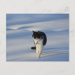 Carte postale Catwalk CC0093