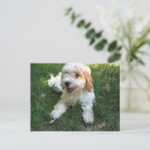 Carte postale Cavachon, Ajouter votre photo de chi (Debout devant)