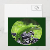 Carte Postale Cavalier Gecko Hawaïen Vert (Devant / Derrière)