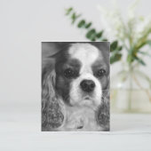 Carte postale Cavalier King Charles (Debout devant)