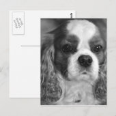 Carte postale Cavalier King Charles (Devant / Derrière)