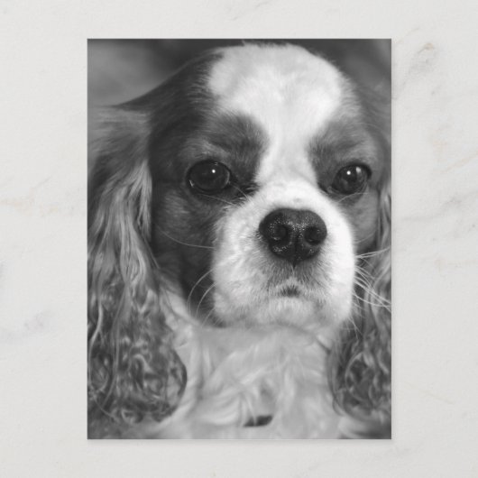 Carte postale Cavalier King Charles (Devant)
