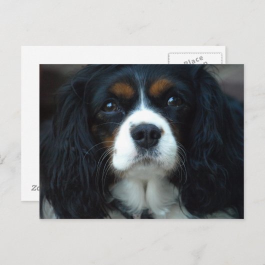 Carte postale Cavalier King Charles (Devant / Derrière)