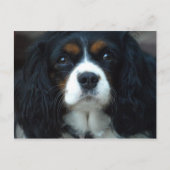 Carte postale Cavalier King Charles (Devant)