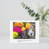 Carte postale Cavalier King Charles ami fidèle (Debout devant)