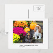 Carte postale Cavalier King Charles ami fidèle (Devant / Derrière)