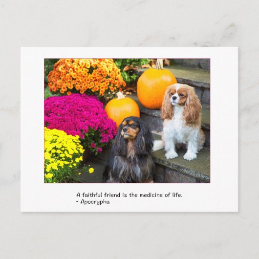 Carte postale Cavalier King Charles ami fidèle (Devant)