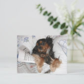 Carte Postale Cavalier King Charles au lit en train de lire le j (Debout devant)