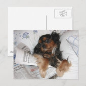 Carte Postale Cavalier King Charles au lit en train de lire le j (Devant / Derrière)