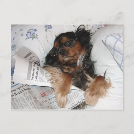 Carte Postale Cavalier King Charles au lit en train de lire le j (Devant)
