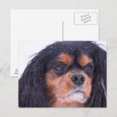 Carte postale Cavalier King Charles avec flocons d (Devant / Derrière)