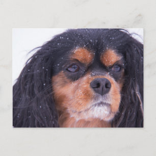 Carte postale Cavalier King Charles avec flocons d