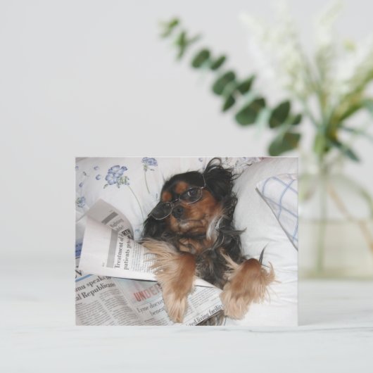 Carte Postale Cavalier King Charles En Lecture De Lit Journal (Debout devant)