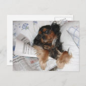 Carte Postale Cavalier King Charles En Lecture De Lit Journal (Devant / Derrière)