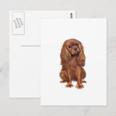 Carte Postale Cavalier King Charles - Rubis (Devant / Derrière)