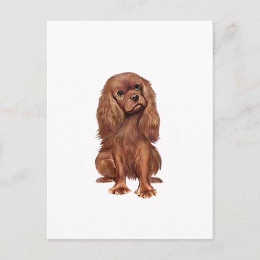 Carte Postale Cavalier King Charles - Rubis (Devant)