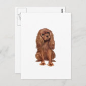 Carte Postale Cavalier King Charles - Ruby (Devant / Derrière)