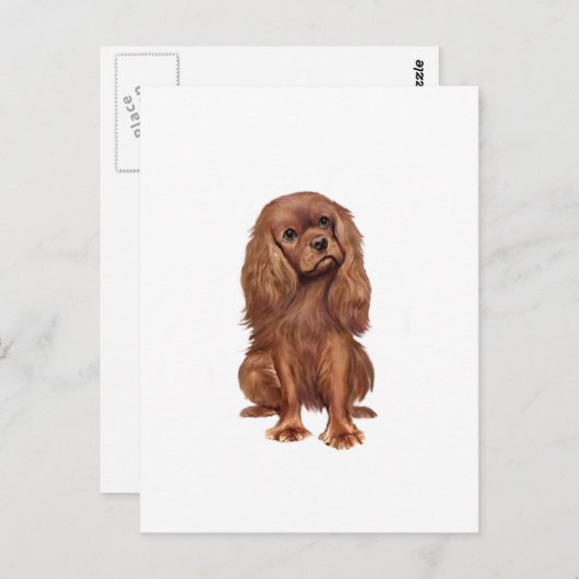 Carte Postale Cavalier King Charles - Ruby (Devant / Derrière)