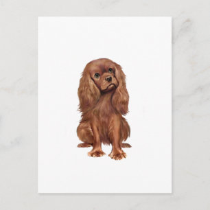 Carte Postale Cavalier King Charles - Ruby