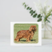 Carte Postale Cavalier King Charles Spaniel (Debout devant)