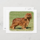 Carte Postale Cavalier King Charles Spaniel (Devant / Derrière)