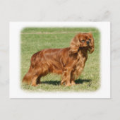 Carte Postale Cavalier King Charles Spaniel (Devant)