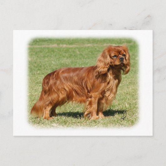 Carte Postale Cavalier King Charles Spaniel (Devant)
