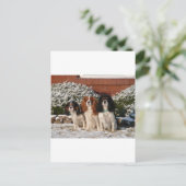 Carte Postale Cavalier King Charles Spaniel (Debout devant)