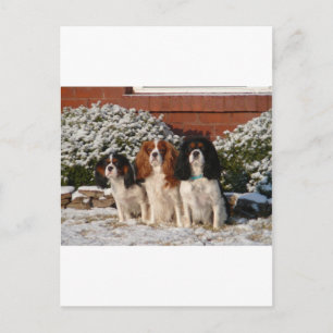 Carte Postale Cavalier King Charles Spaniel