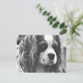 Carte Postale Cavalier King Charles Spaniel (Debout devant)