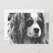Carte Postale Cavalier King Charles Spaniel (Devant / Derrière)