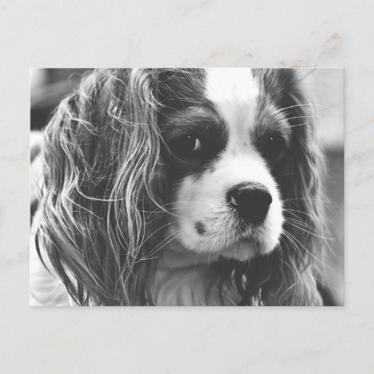 Carte Postale Cavalier King Charles Spaniel (Devant)