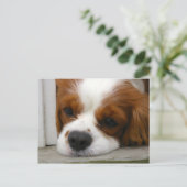 Carte Postale Cavalier King Charles Spaniel (Debout devant)