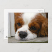 Carte Postale Cavalier King Charles Spaniel (Devant / Derrière)
