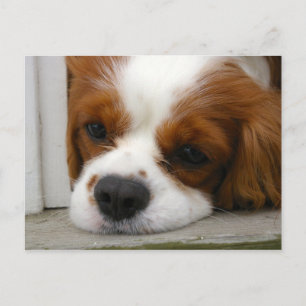 Carte Postale Cavalier King Charles Spaniel
