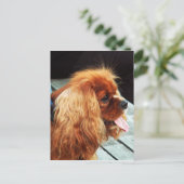 Carte Postale Cavalier King Charles Spaniel (Debout devant)