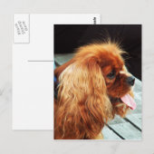 Carte Postale Cavalier King Charles Spaniel (Devant / Derrière)
