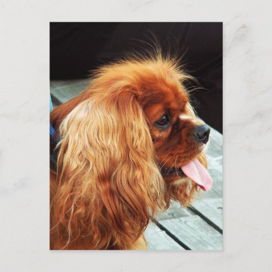 Carte Postale Cavalier King Charles Spaniel (Devant)