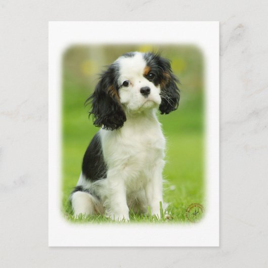 Carte Postale Cavalier King Charles Spaniel (Devant)