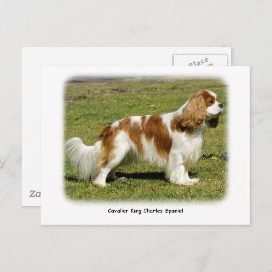 Carte Postale Cavalier King Charles Spaniel (Devant / Derrière)