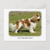 Carte Postale Cavalier King Charles Spaniel (Devant)