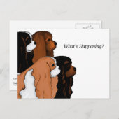 Carte Postale Cavalier King Charles Spaniel (Devant / Derrière)