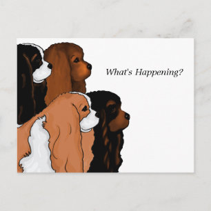 Carte Postale Cavalier King Charles Spaniel