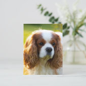 Carte Postale Cavalier King Charles Spaniel (Debout devant)