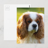 Carte Postale Cavalier King Charles Spaniel (Devant / Derrière)