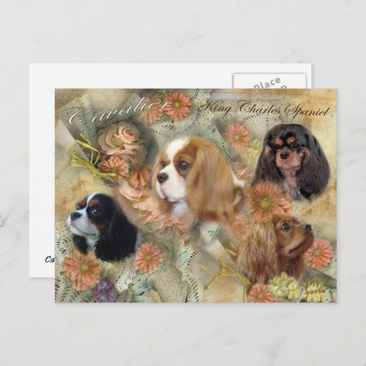 Carte Postale Cavalier King Charles Spaniel (Devant / Derrière)